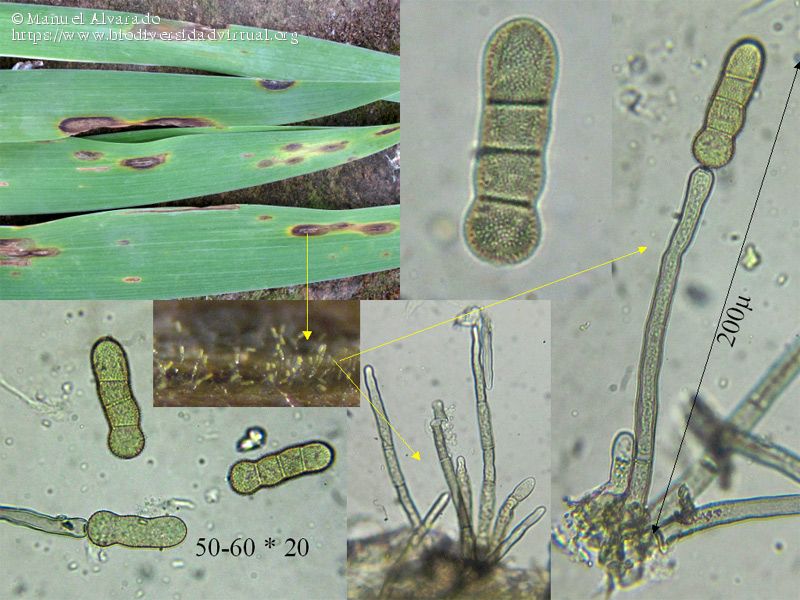 Представитель Семейства Davidiellaceae